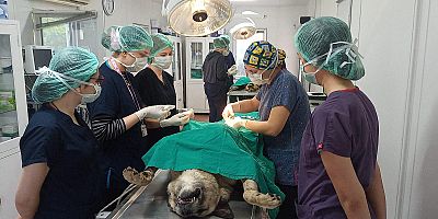 Geleceğin veteriner hekimlerine uygulamalı eğitim