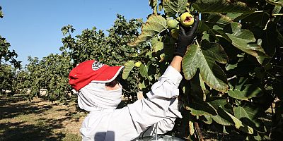 Bursa siyah inciri Nilüfer Bostan satış noktalarında