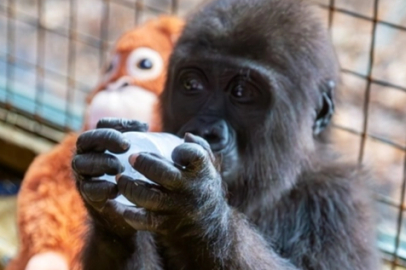 Yavru gorilin adı 'Zeytin' oldu