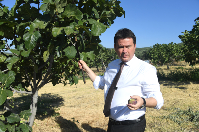 Osmangazi’den dünyaya açılan lezzet “Bursa Siyah İnciri”