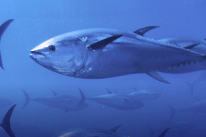 Mavi yüzgeçli orkinos kotası yüzde 20 arttı!