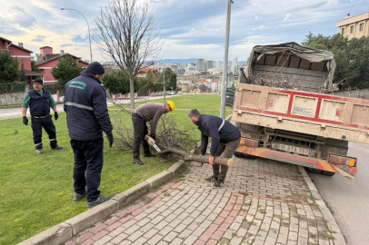Şiddetli Lodosun Devirdiği Ağaçlara Osmangazi Belediyesi’nden Anında Müdahale