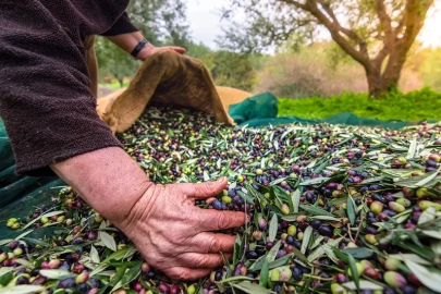 İzmir’de Uluslararası Zeytin Zirvesi... 13 ülkeden uzmanlar buluşuyor