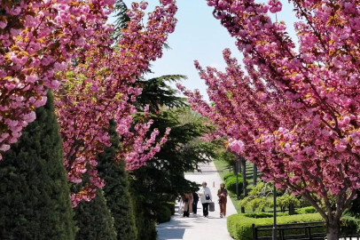 Bu manzara için Japonya'ya gitmenize gerek yok! Konya'da Sakura mevsimi başladı