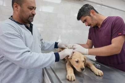 Denizli'de sokak hayvanlarına kalıcı çözüm hamlesi